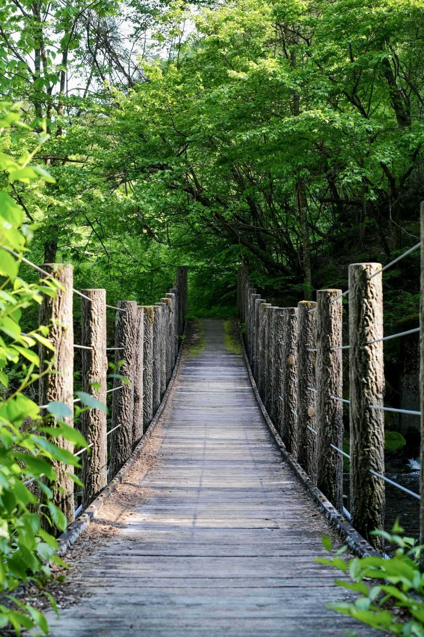 A bridge leading through a green forest